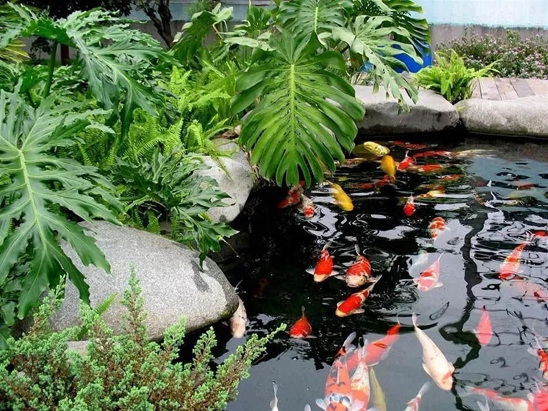 假山錦鯉魚(yú)池